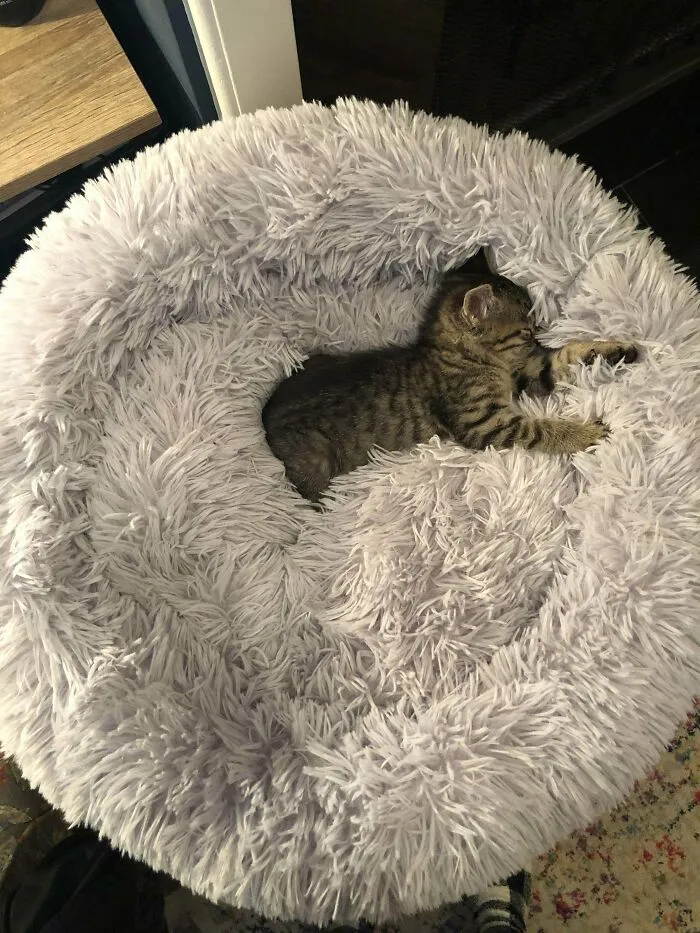 4 Days Ago I Rescued This Little Girl From The Woods- She’s Adjusting To Indoor Life Quite Well!