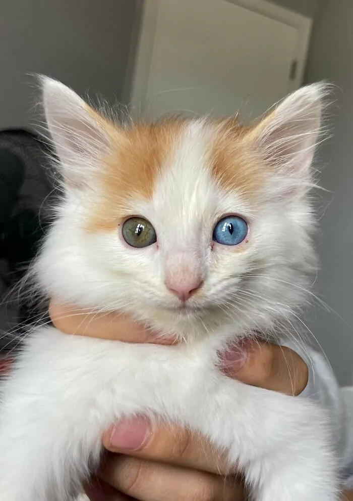 Say Hello To Bowie, Our Little Rescue!