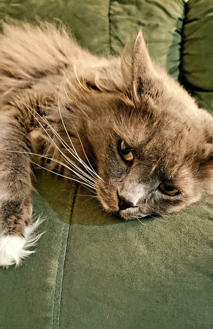 My Hero. Smoki Tracked His Lost Sister Tonight Better Than A Search And Rescue Dog. Within Five Minutes He Found Her Hiding Terrified Under A Neighbor's Car, After I Had Searched With Treats And Wet Food For Two Hours