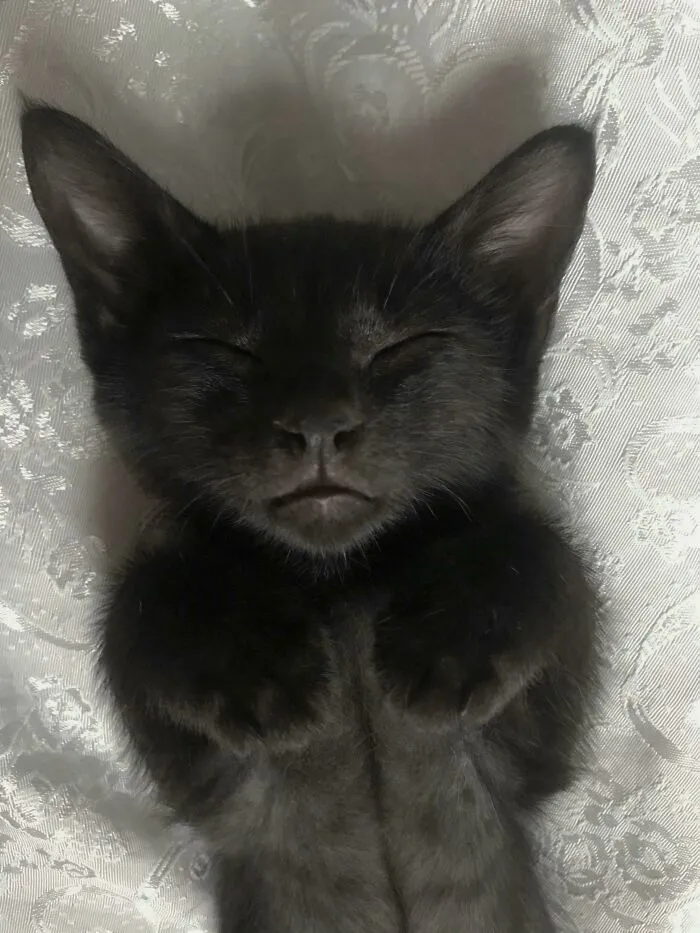 Rescued This Cutie Two Days Ago And He's Already Comfortable Moving Around The House....guys, Meet Gomez!