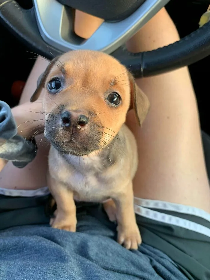 Meet Rosa. A Rescue From Tijuana, Mexico