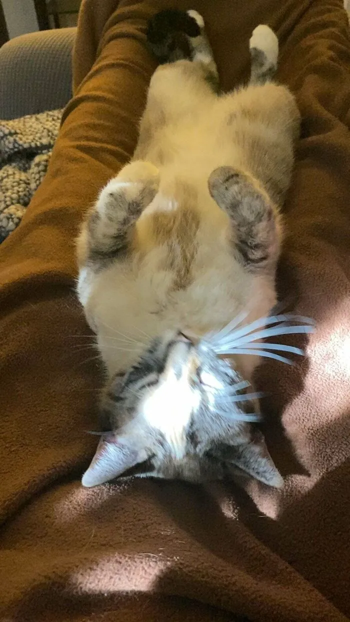 Hace 4 años adoptamos al peor gato de la protectora. Nos dijeron que no querríamos a este gato, que nunca sería feliz y si alguna vez salía, no lo volveríamos a ver. Desafío aceptado