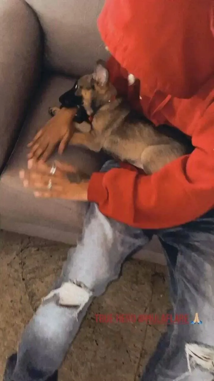 Este joven adoptó al perro que una mujer racista le lanzó, haciéndole daño