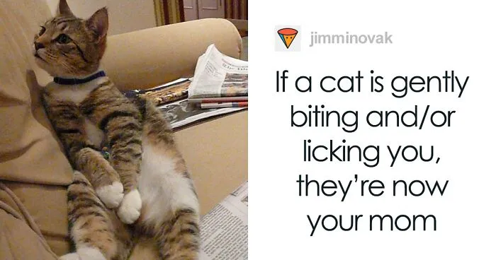 Cat Owners Explain How Cat Body Language Is Often Misinterpreted By 'Dog People'