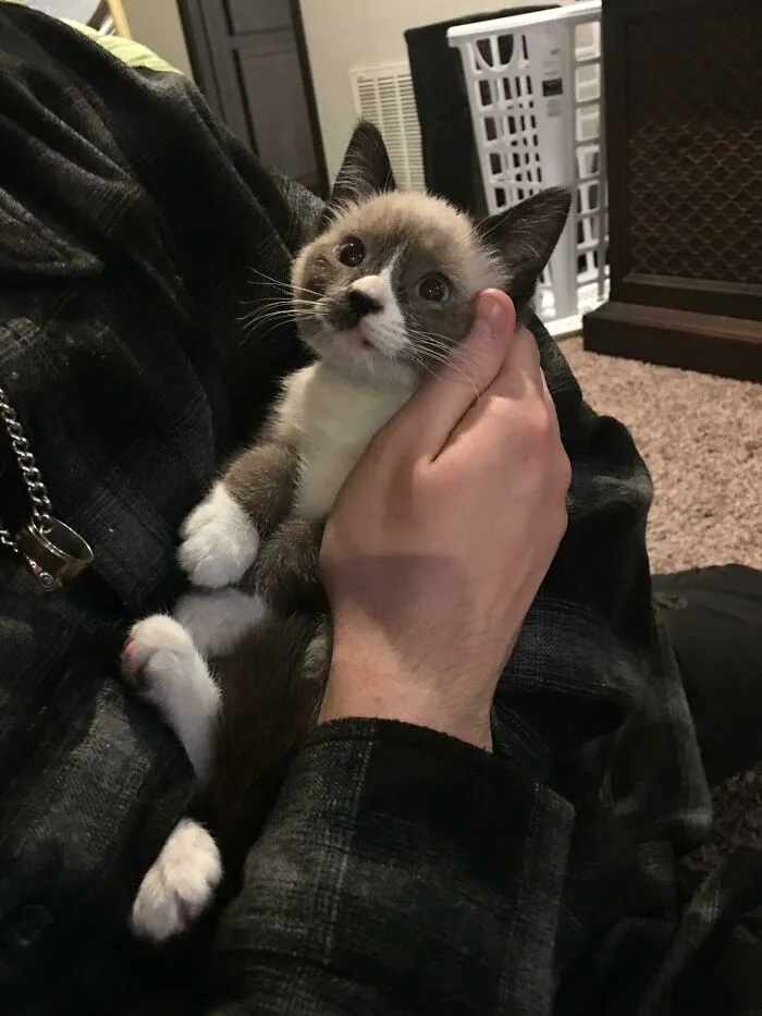 Adopted This Smol Boi Today