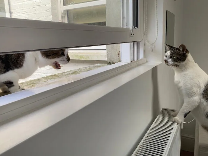 El gato del vecino viene de vez en cuando a asomar la cabeza y gritarle a mi gato