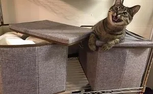 50 Hilarious Photos That Prove Cats Are The Biggest Jerks