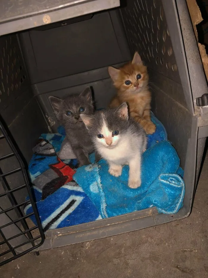 Adopté a estos 3 tras encontrarlos perdidos en una carretera