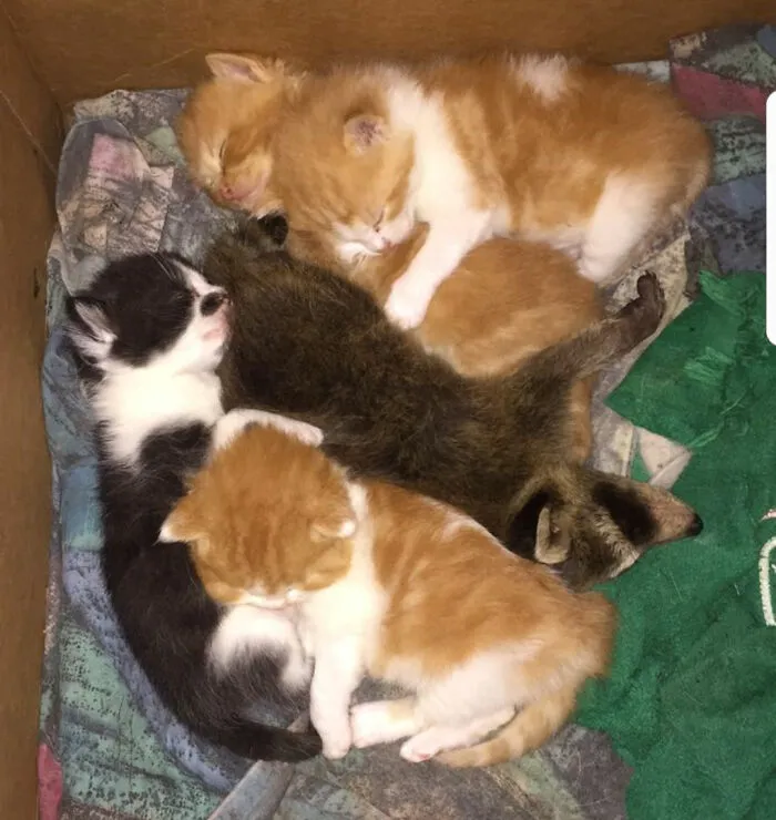 One Of These Things Is Not Like The Others