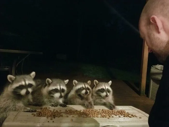 Our 93 Year Old Neighbor Passed Away On Sunday. Apparently He Was Feeding These Little Sweeties. Now They Come To Our Door. My Husband Is The New Proud Father Of These 4 Trash Pandas