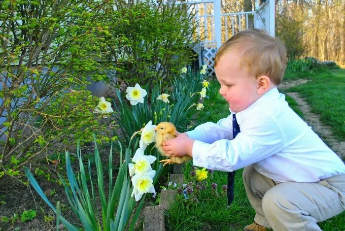 My Nephew Helping His Pet Chicken, Biscuit, Smell A Flower