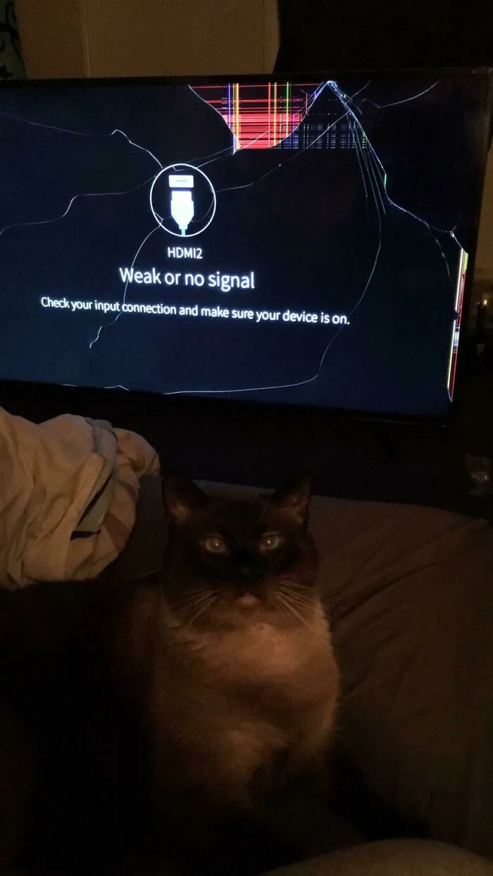 Ha tirado la tele del soporte