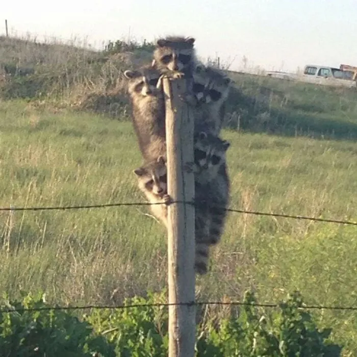 Raccoons Like My Post, You Should Too