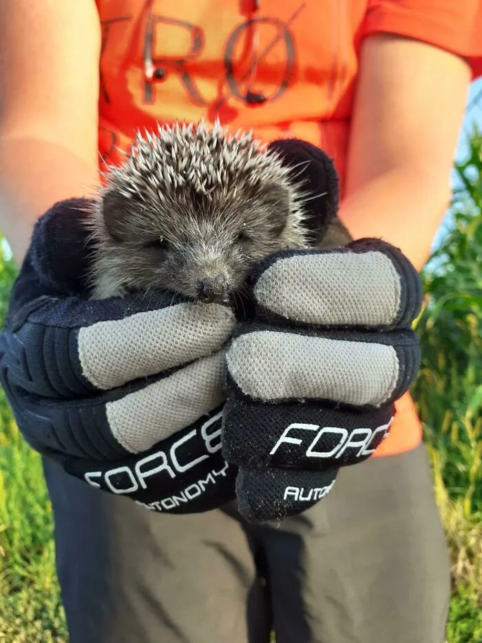 I Found This Little Guy And Brought Him To A Safe Place, Guys Meet Martin
