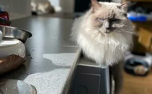50 Hilarious Photos That Prove Cats Are The Biggest Jerks