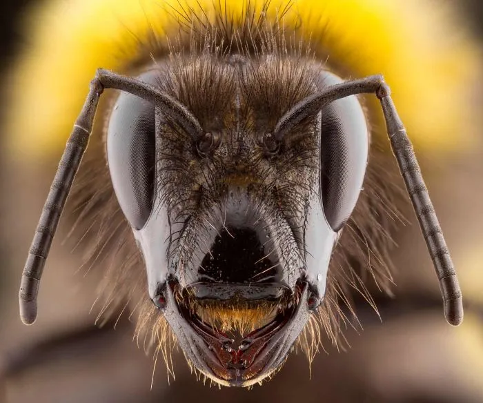 'Humble Bumble (Garden Bumblebee)', By Keith Trueman, 2017
