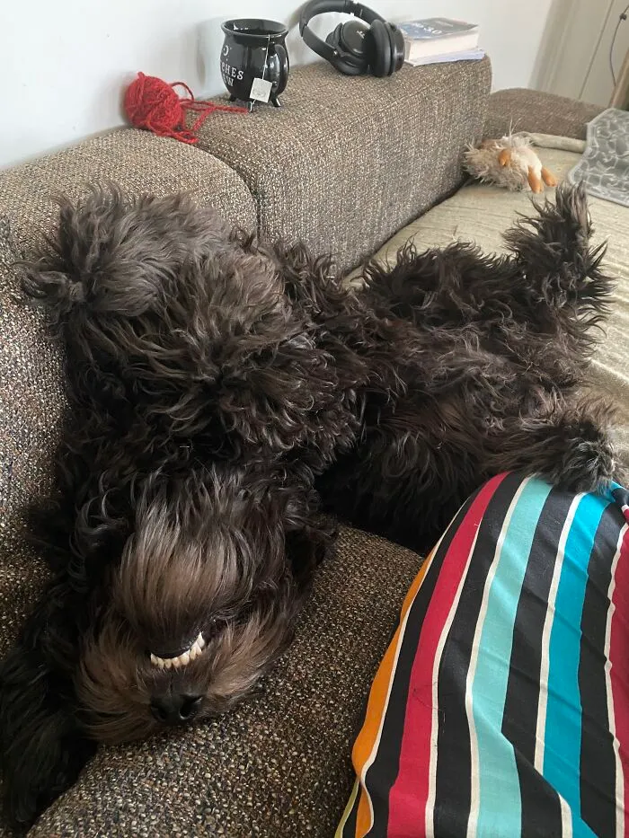 Maki Is A Derpy Sleeper, This Is When She Gets Extra Extra Comfy!