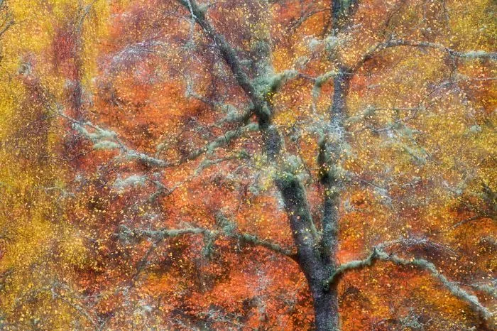 'Autumn Jewels', By Peter Cairns, 2014