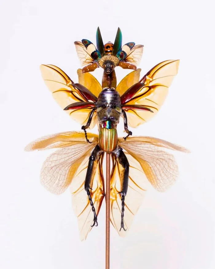 Here Are 18 Surreal Bug Fairies Made From Dead Insects Made By This Amsterdam-Based Artist