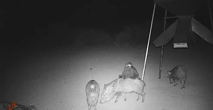 That Is A Racoon Riding A Javelina