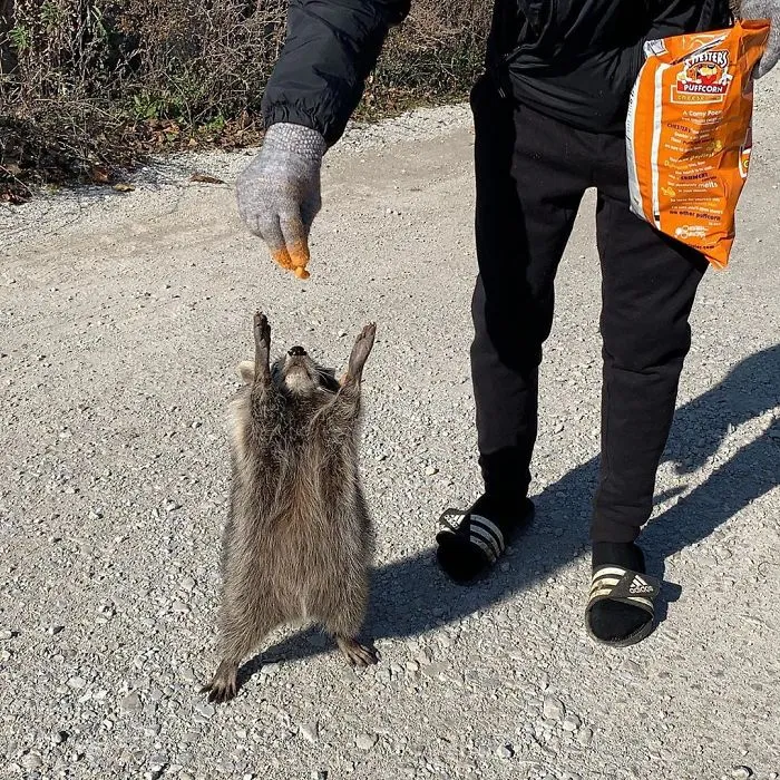 We Ran Into Some Wild Raccoons In Chicago. There Were About 7 Of Them! They Are Fans Of Cheese Puffs