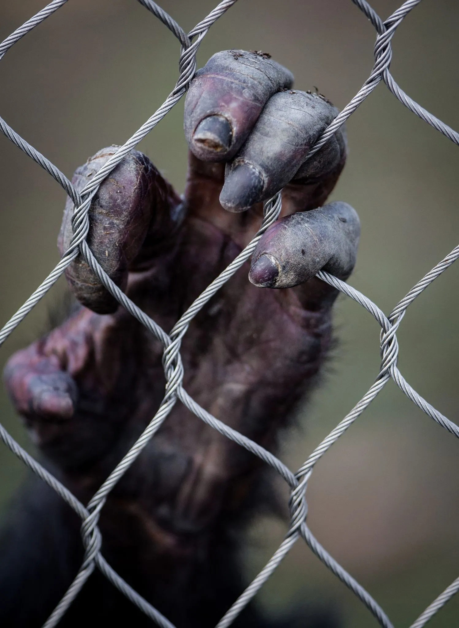 Difference Between Humans And Monkeys ?