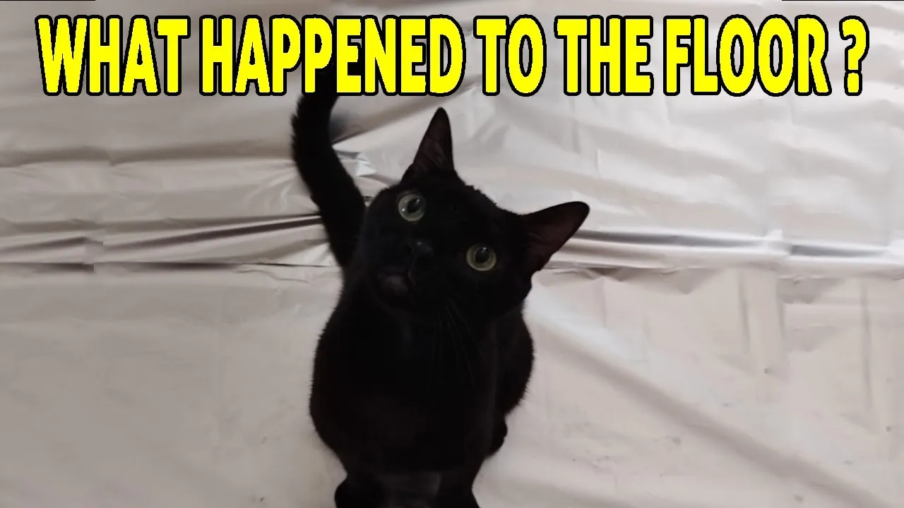 Do Cats Walk On Foil?
