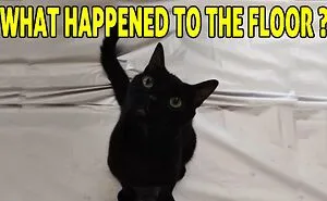 Do Cats Walk On Foil?
