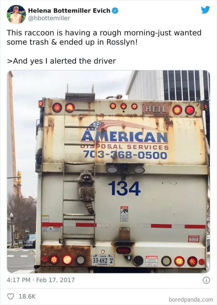 Trash Panda On Its Way To The Promised Land