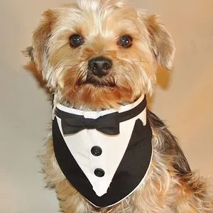 dukethedog