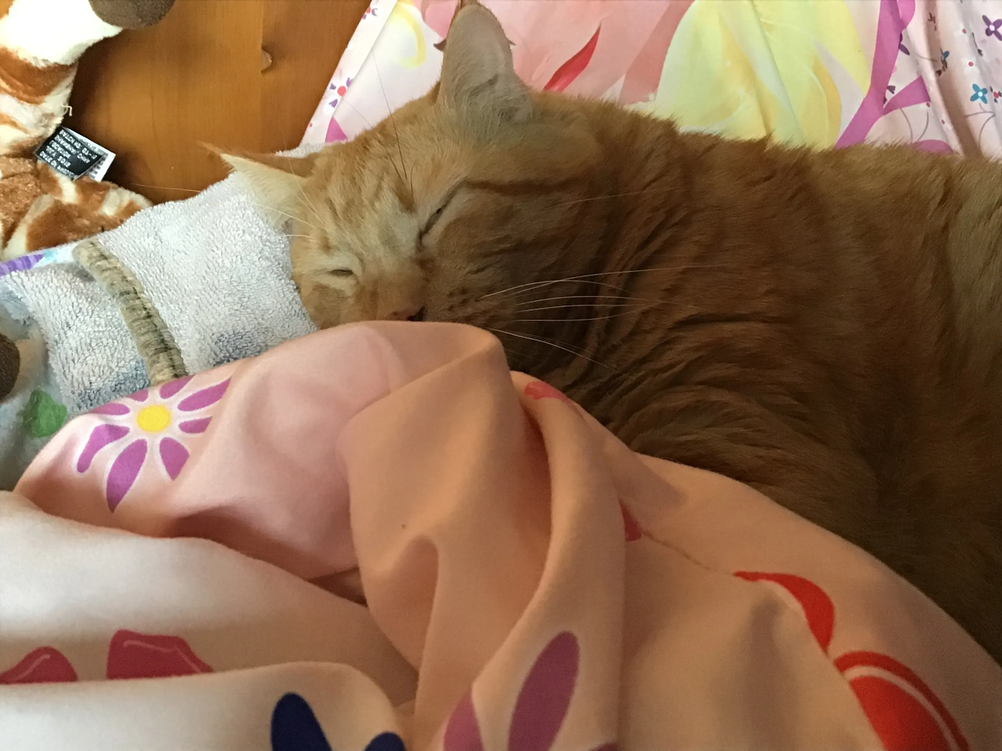 This Is My Cat