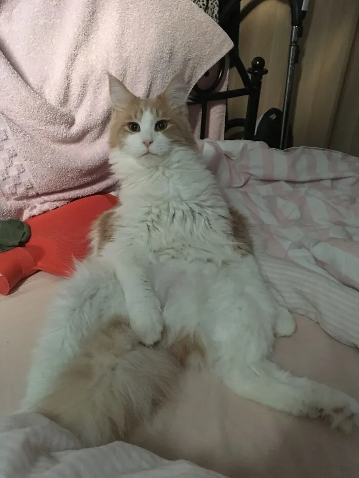 Our Cat Fox Likes Sits On His Bum With His Paw Covering His Testies, Like A Proper Al Bundy