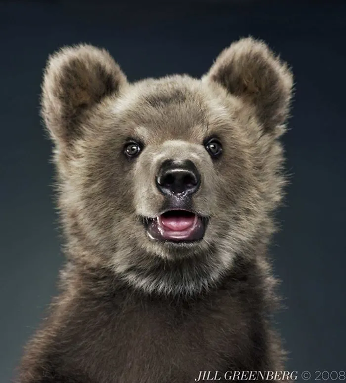 Jill Greenberg Photographed Bears In A Setting You’ve Probably Never Seen Before (30 Pics)