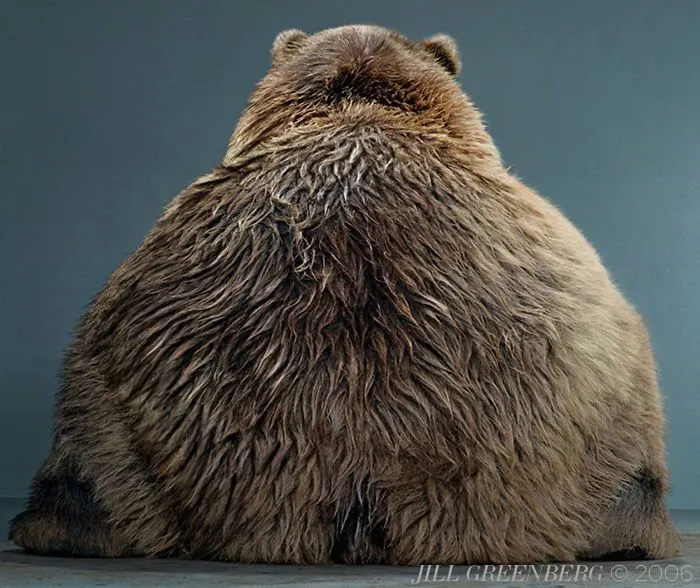 Jill Greenberg Photographed Bears In A Setting You’ve Probably Never Seen Before (30 Pics)