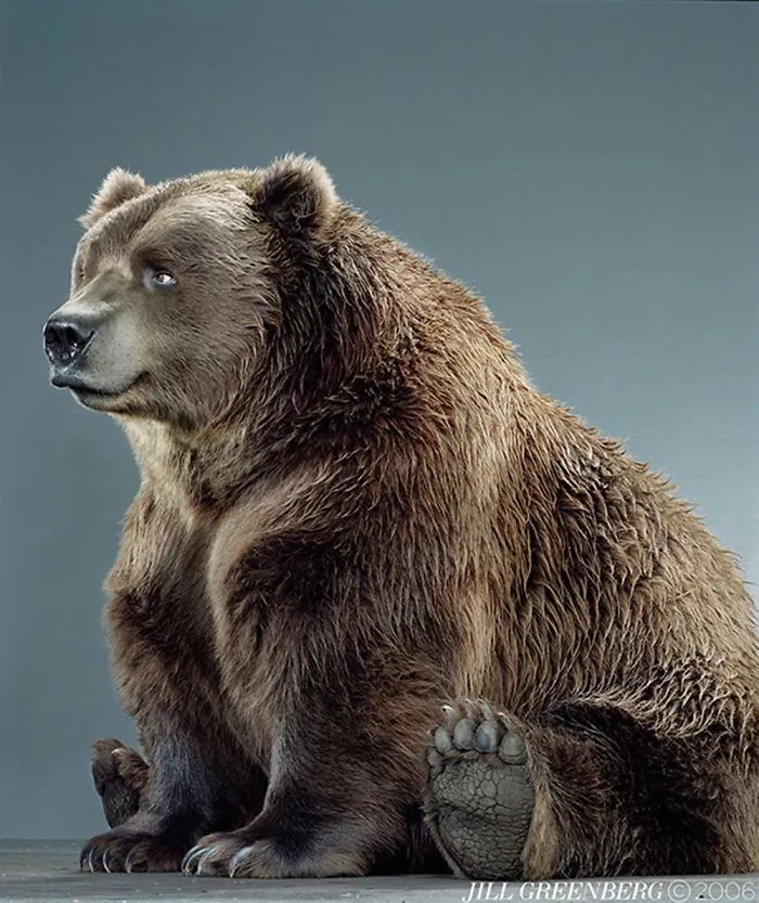 Jill Greenberg Photographed Bears In A Setting You’ve Probably Never Seen Before (30 Pics)