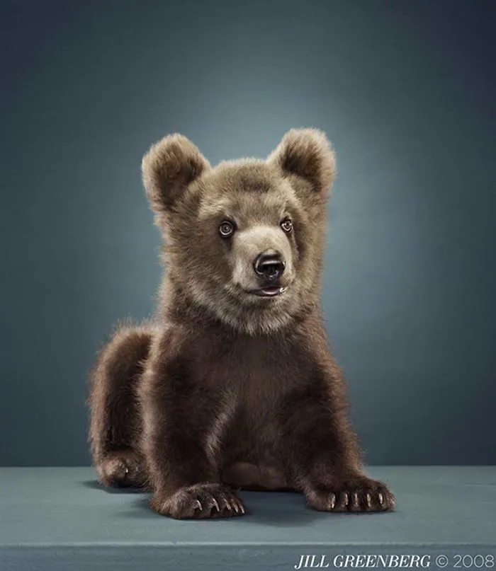 Jill Greenberg Photographed Bears In A Setting You’ve Probably Never Seen Before (30 Pics)