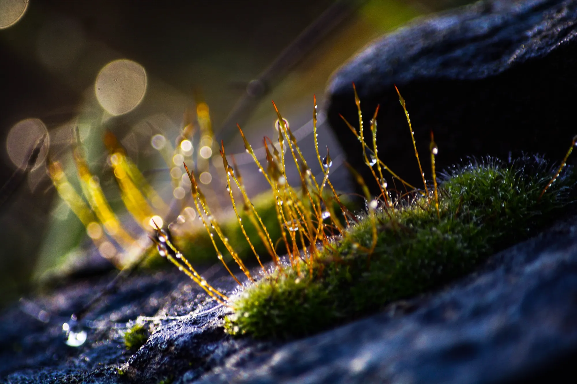 I Capture The Magical Moss World (20 Pictures)