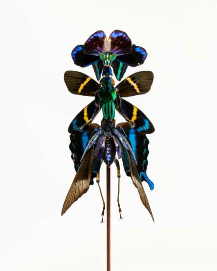 Here Are 18 Surreal Bug Fairies Made From Dead Insects Made By This Amsterdam-Based Artist
