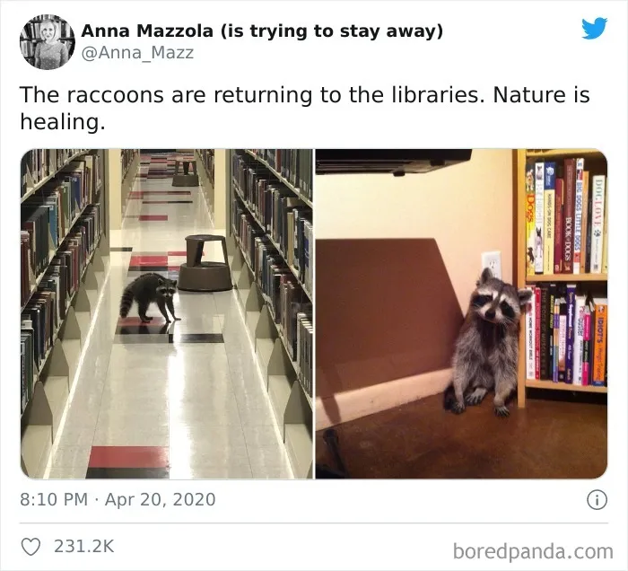 50 Times Trash Pandas Acted So Cute Or Funny, People Just Had To Document It And Share It Online