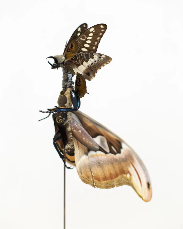 Here Are 18 Surreal Bug Fairies Made From Dead Insects Made By This Amsterdam-Based Artist