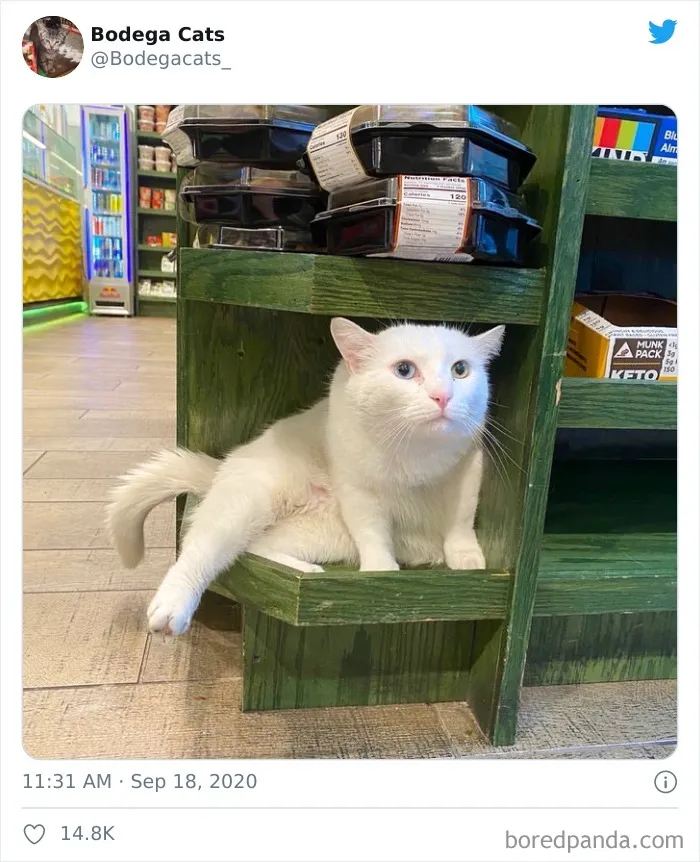 This Twitter Account Collects Photos Of Cats In Small Shops Looking Like They Own The Place (50 New Pics)