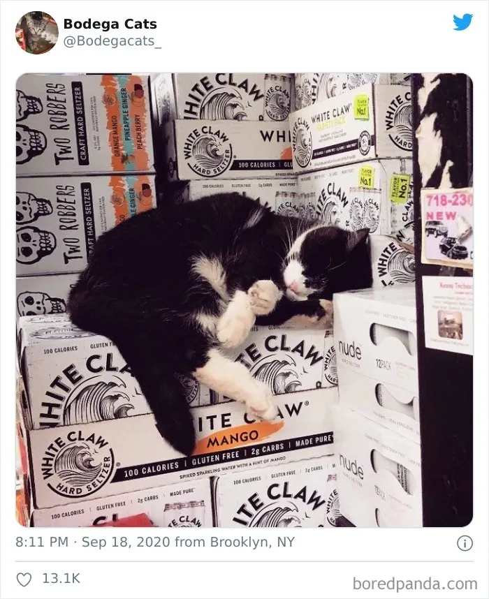 This Twitter Account Collects Photos Of Cats In Small Shops Looking Like They Own The Place (50 New Pics)
