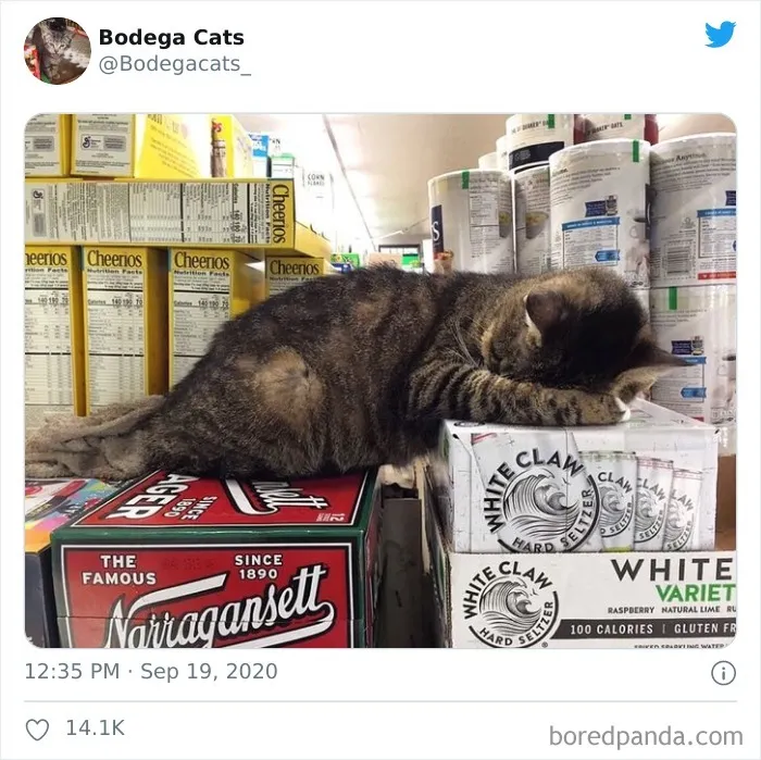 This Twitter Account Collects Photos Of Cats In Small Shops Looking Like They Own The Place (50 New Pics)