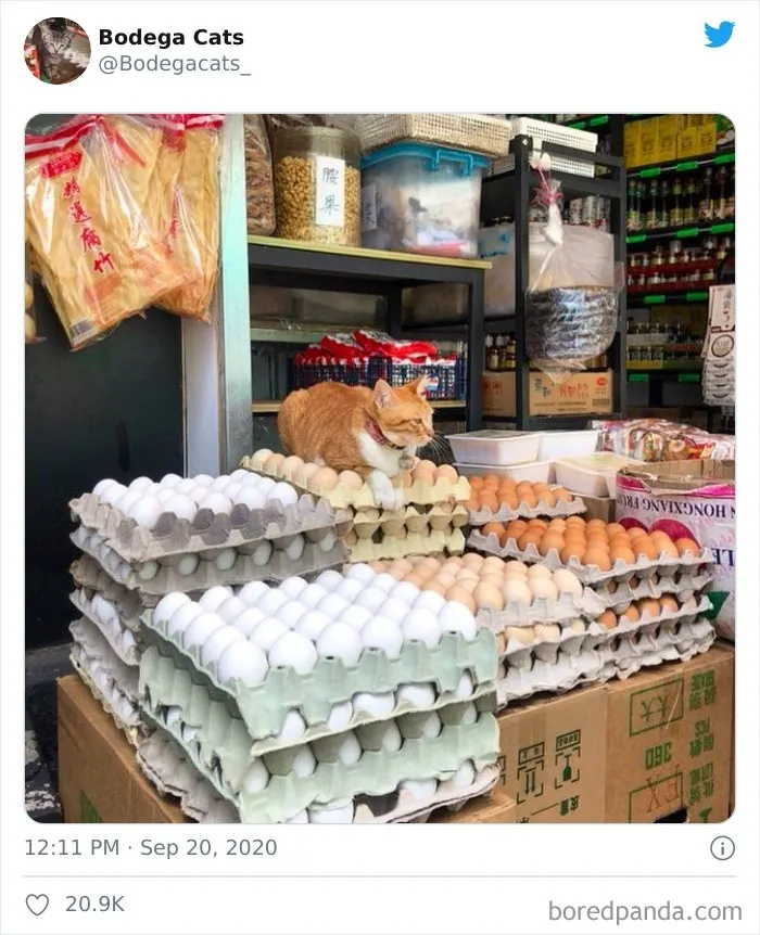 This Twitter Account Collects Photos Of Cats In Small Shops Looking Like They Own The Place (50 New Pics)