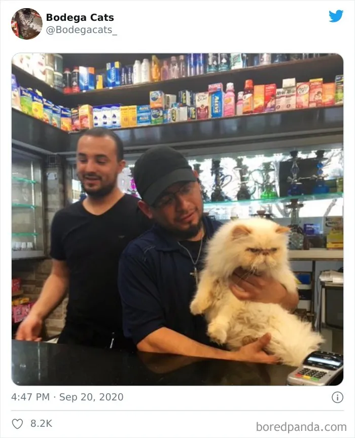 This Twitter Account Collects Photos Of Cats In Small Shops Looking Like They Own The Place (50 New Pics)