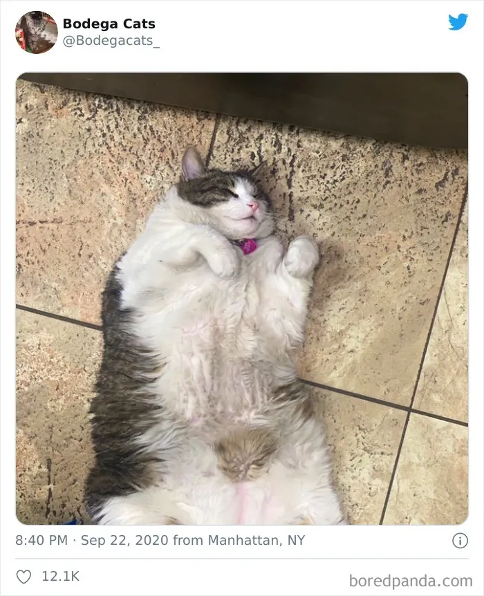 This Twitter Account Collects Photos Of Cats In Small Shops Looking Like They Own The Place (50 New Pics)