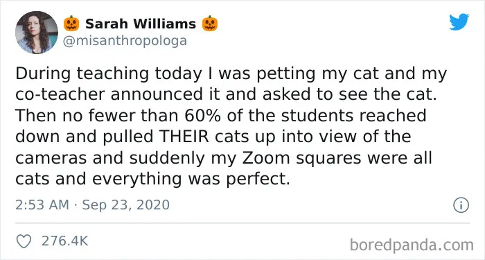 So Many Cats