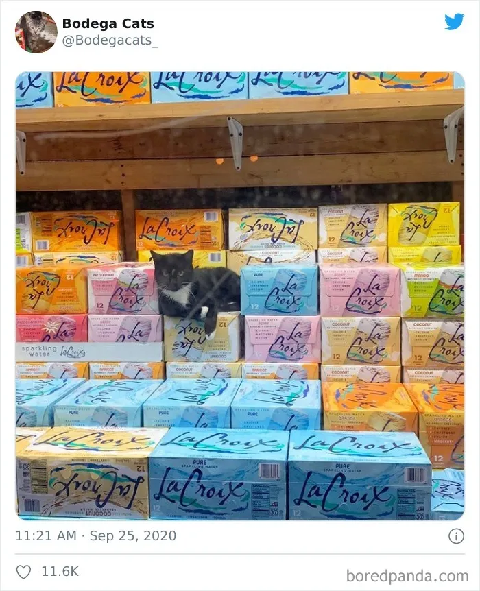 This Twitter Account Collects Photos Of Cats In Small Shops Looking Like They Own The Place (50 New Pics)