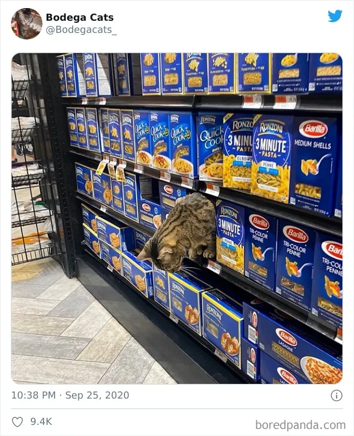 This Twitter Account Collects Photos Of Cats In Small Shops Looking Like They Own The Place (50 New Pics)