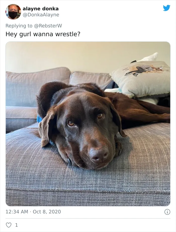 Woman On Twitter Asks What People’s Dogs' Dating Profile Pics Would Be, 30 People Share Photos